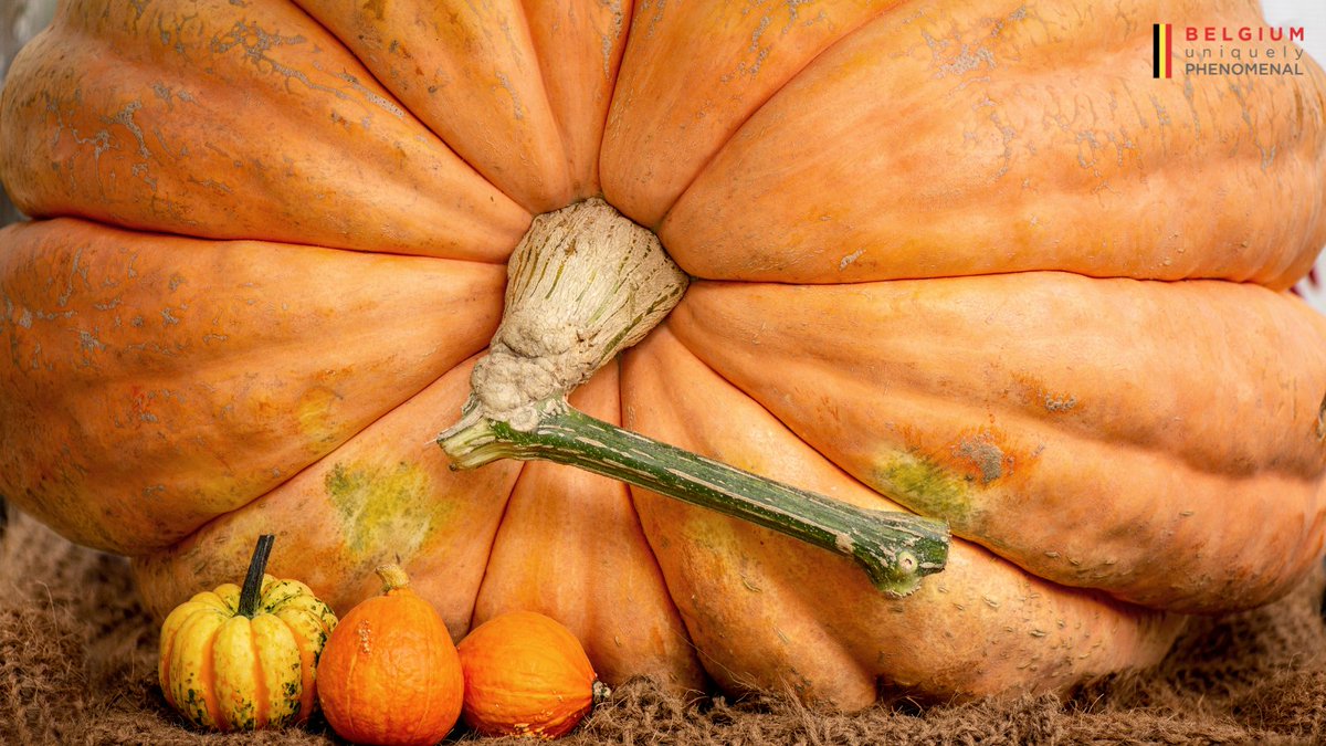 Belgium's tweet photo. At one of the world's largest #pumpkin #festivals in #Germany, #Belgium came second on the podium, thanks to grower Mario #Vangeel and his pumpkin weighing 1,106.5 kg! 😱🏅 #Belphenomenal https://t.co/Vlr4AKheqh