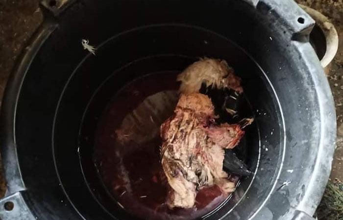 Haruonchill's tweet photo. tw // death 
After suffering casualties in the clashes with joint forces CNA/CDF, Junta Terrorists camped in Ramthalo village in #Chin’s #Hakha town last night and deliberately TORCHED a house &amp; slaughtered a pig. Then they headed to Falam this morning. 
#WhatsHappeningInMyanmar https://t.co/5IFTmqS1Un
