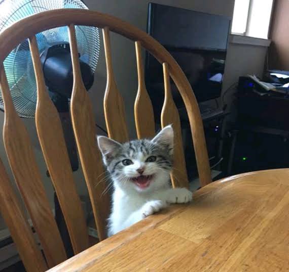 MsRobot4's tweet image. Where is my food?