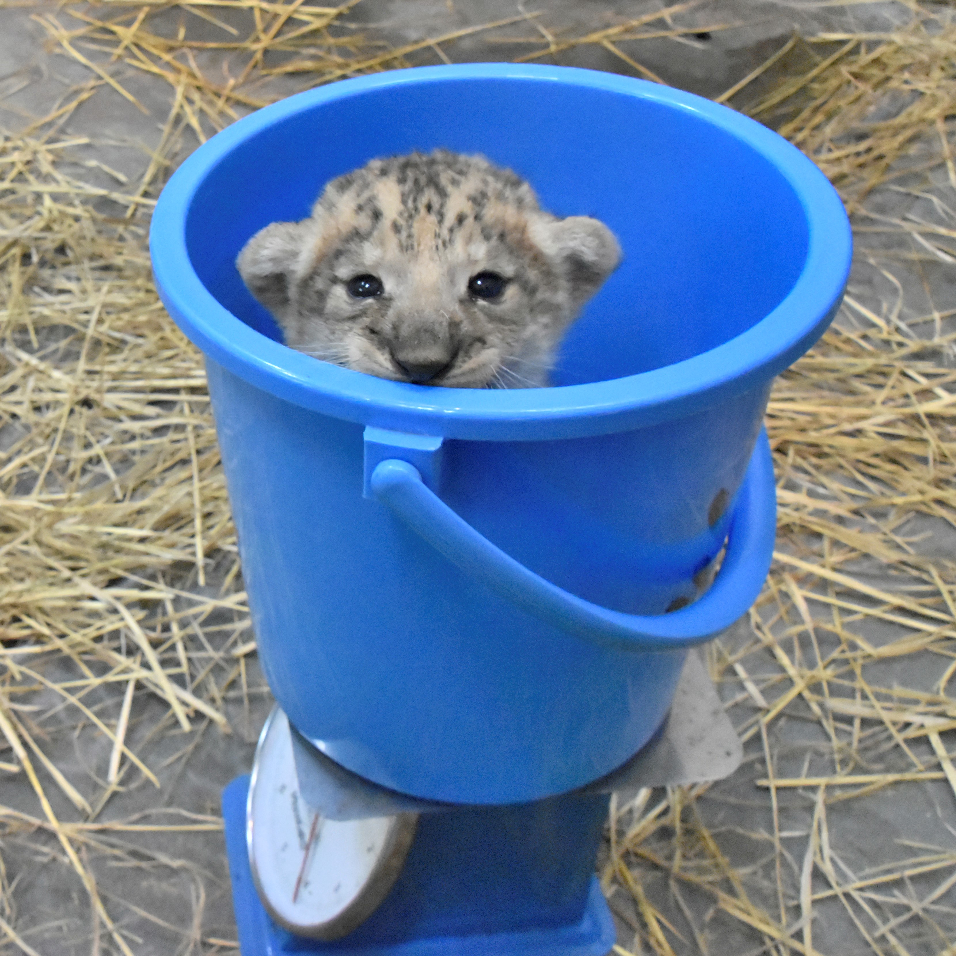 多摩動物公園 公式 10 1に誕生したライオンの赤ちゃん 10 に初めての体重測定をしました 約4キロでした 北 ライオン T Co Iiushoksus Twitter