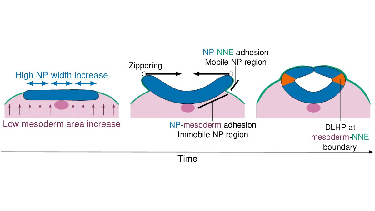 DagmarIber's tweet photo. This suggest that #zippering provides the biomechanical basis for dorsolateral #hingepoint formation in situations where the neural plate lateral sides extend above the #mesoderm. https://t.co/T0DGMo6MsA