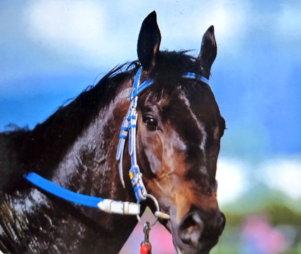 Stay Dream 第回菊花賞 ライスシャワー 42年ぶりとなる阪神競馬場での開催となりました 92年菊花賞では ミホノブルボン の 三冠達成 を阻止 翌93年の天皇賞 春 でも メジロマックイーン の夢を砕き 淀に咲いて散った 名ステイヤー 最も輝い