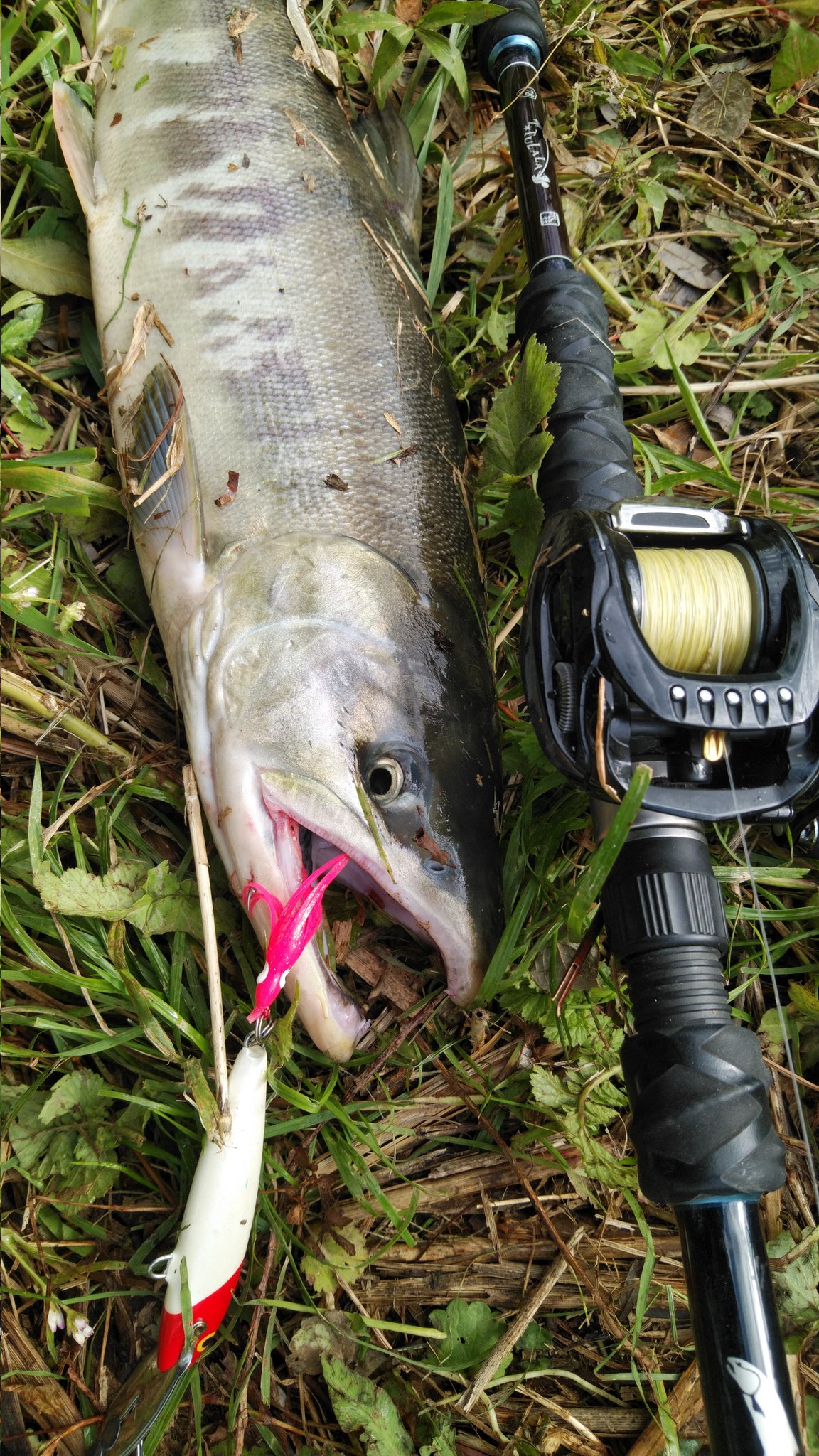 ポンコツ魚野郎 Ponkotu Fish Twitter