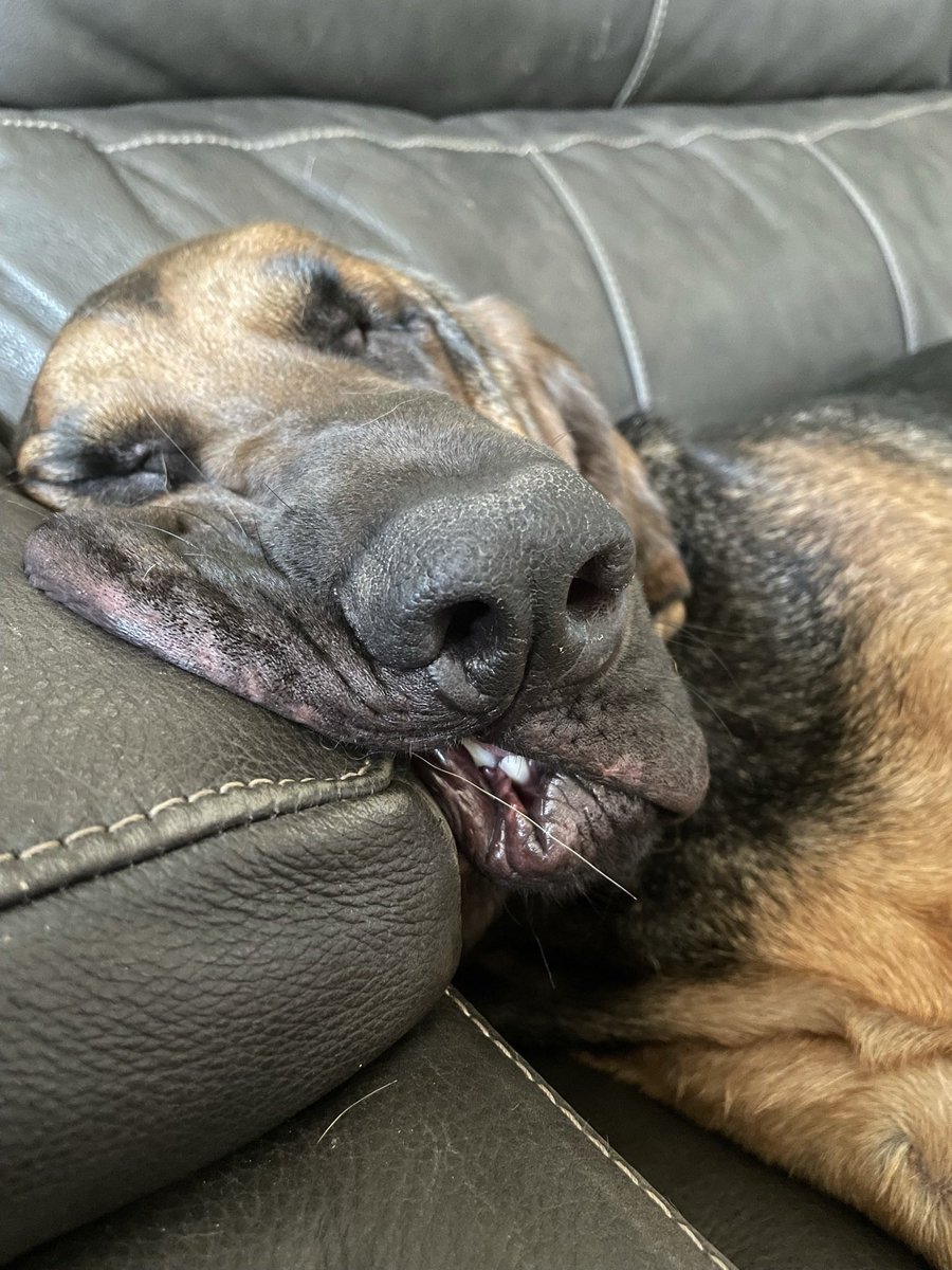 LesleyScoles's tweet photo. @DebraMessing I hate people.  We rescued a very difficult dog.  Will we ever give  him up? Hell no. https://t.co/onEaEPJGUW