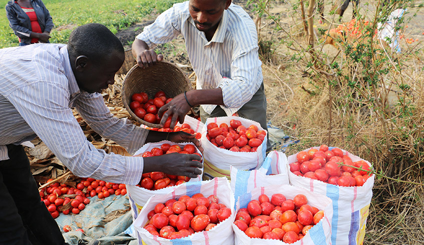 jcniyomugabo's tweet photo. Key facts about fruits and vegetables

Up to 50 per cent of fruits and vegetables produced in developing countries are lost in the supply chain between harvest and consumption.

Advocacy for fresh produce is needed to help farmers get access to markets and good infrastructure. https://t.co/1cDni8trCU