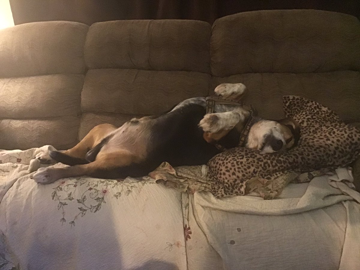 Legomyegolas's tweet photo. @JackPosobiec My big fat beagle ๐ค๐ค๐ค๐ค๐ค๐ค๐ค The love of my life.
#beagle #grumpybeaglesunited #bestfriend https://t.co/op4nqpuPcr