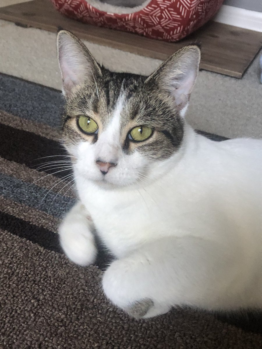 #LittleEmmee here 😺
#CatsOnTwitter