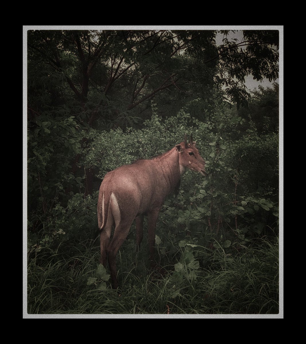 ChrisGe47270270's tweet photo. Portrait of a neelgai
(Antelope)
#photographer #edits #photoedits #PhotoOfTheDay #ArtistOnTwitter #animalphoto #photographyislife https://t.co/hIFa5jJSf0