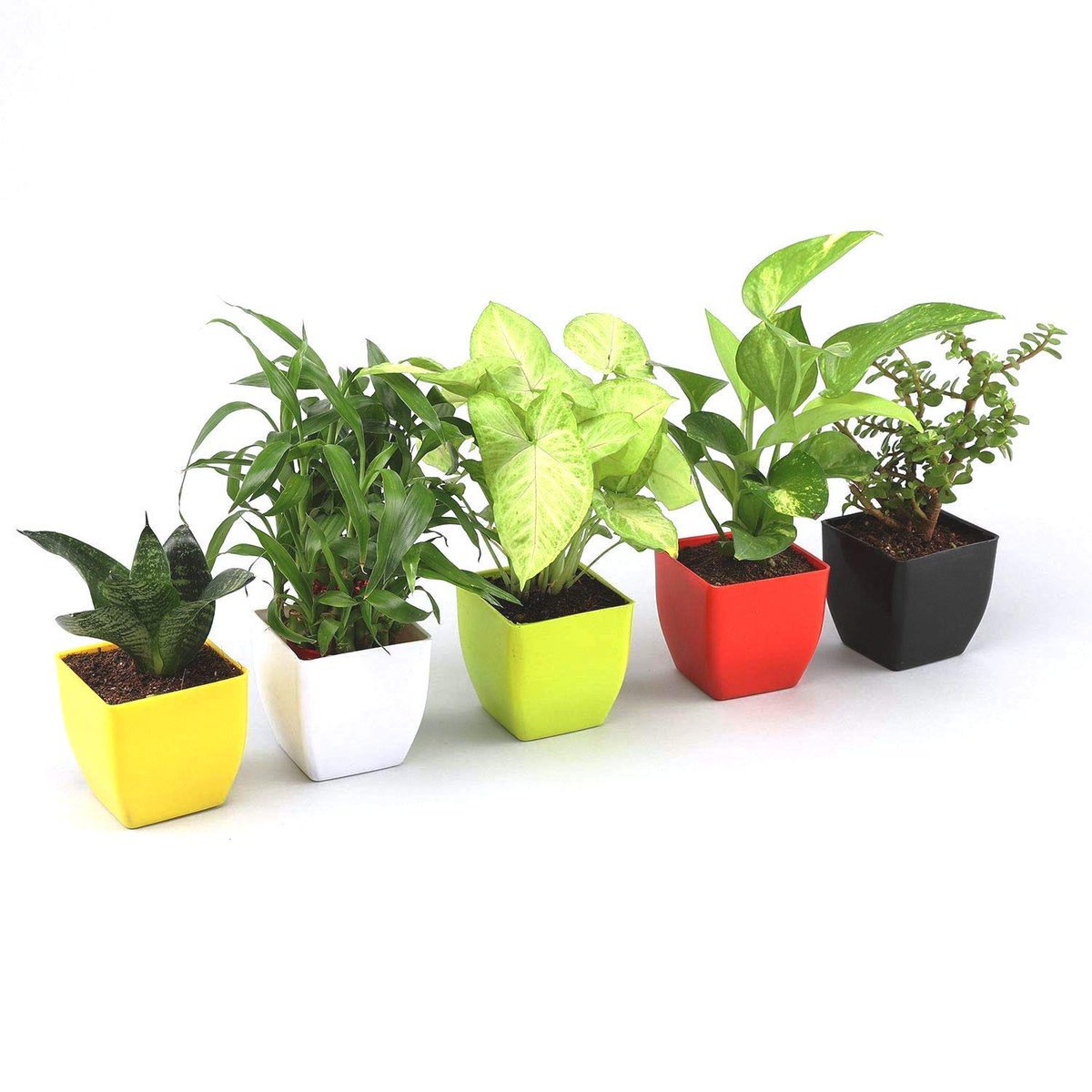 Gjat_Bazaar's tweet photo. Square Flower Pot 5 Inch Pack of 1 Multicolour

Buy Now:👉 https://t.co/ALx8kz9tPq

They have holes below, so that you can directly put soil and plants. 

#flowerpot #squarepot #standpot #balconypot #squareflowerpot #garden #homedecore #homeappliances #railingdecor #attractivepot https://t.co/0MDRZzctIt