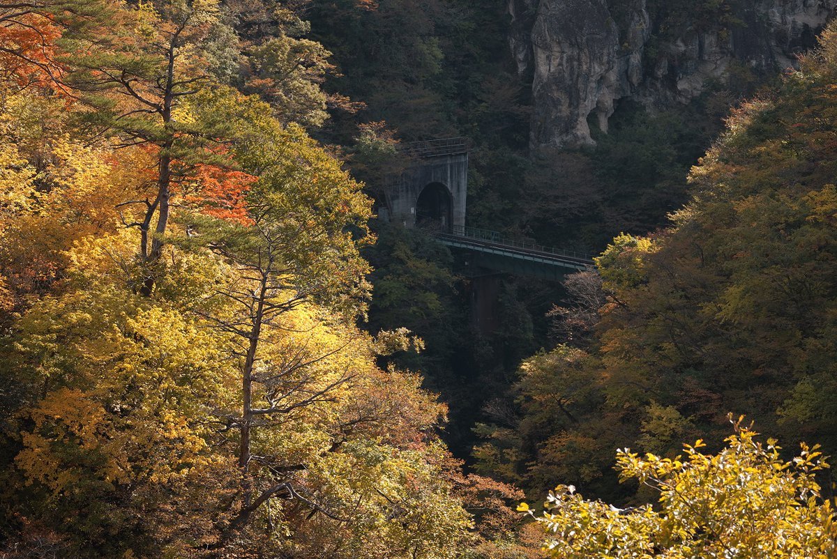 hs_Equinox's tweet photo. タイヤ交換のついでに鳴子峡の紅葉を見てきました！まだ8割くらいですね。それでも人がけっこういました。今日は過ごしやすい日ですね😆実家の猫ちゃんもまったりしていました。この子はさらにおデブちゃんに😅 https://t.co/9qZ2pMJ8nl