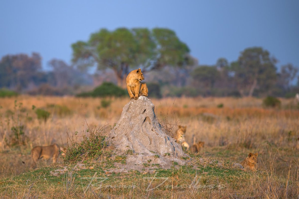 BrianDivelbiss's tweet photo. Termite mounds give a great vantage point to scan for prey. #lioncubs #moremigamereserve #botswana #safari #xinii #termitemound https://t.co/wkKXnAB5tc https://t.co/TatVRimFCZ