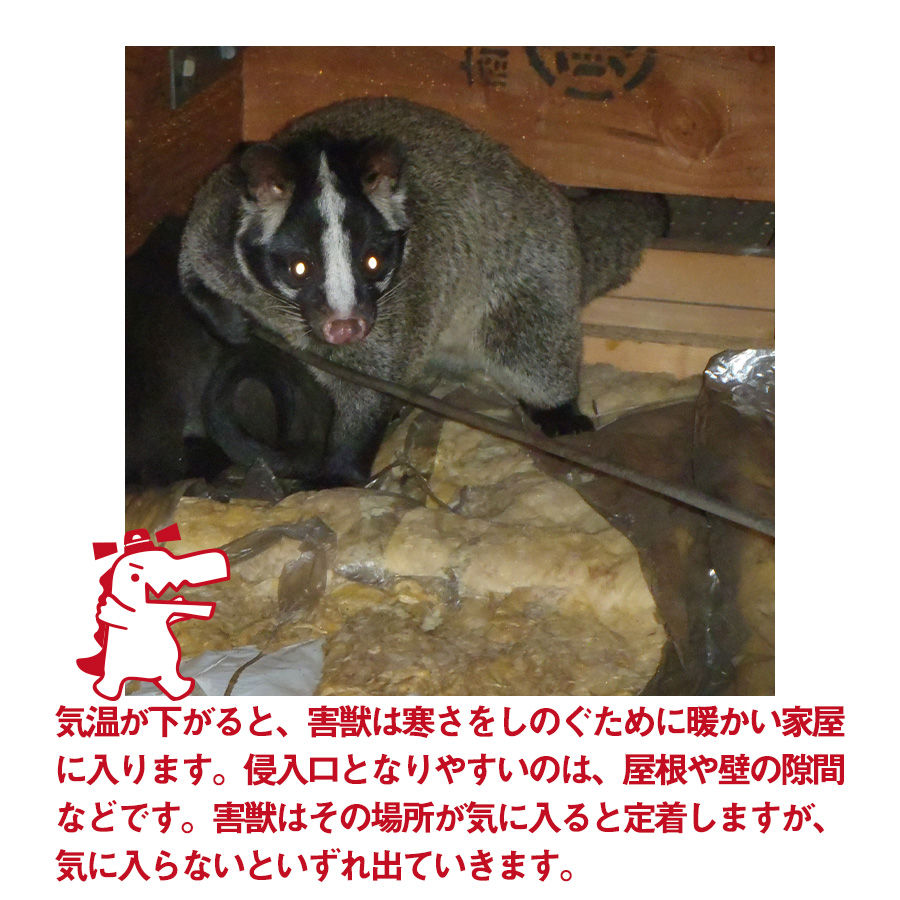駆除ザウルス 害獣駆除のお悩みやご相談はお気軽にどうぞ 1度でも天井裏から騒音が聞こえたことがあるお家は注意が必要です 害獣が天井裏で騒音を鳴らしたということは 天井裏に侵入するための侵入口があるということです 侵入口があると 同じ個体が