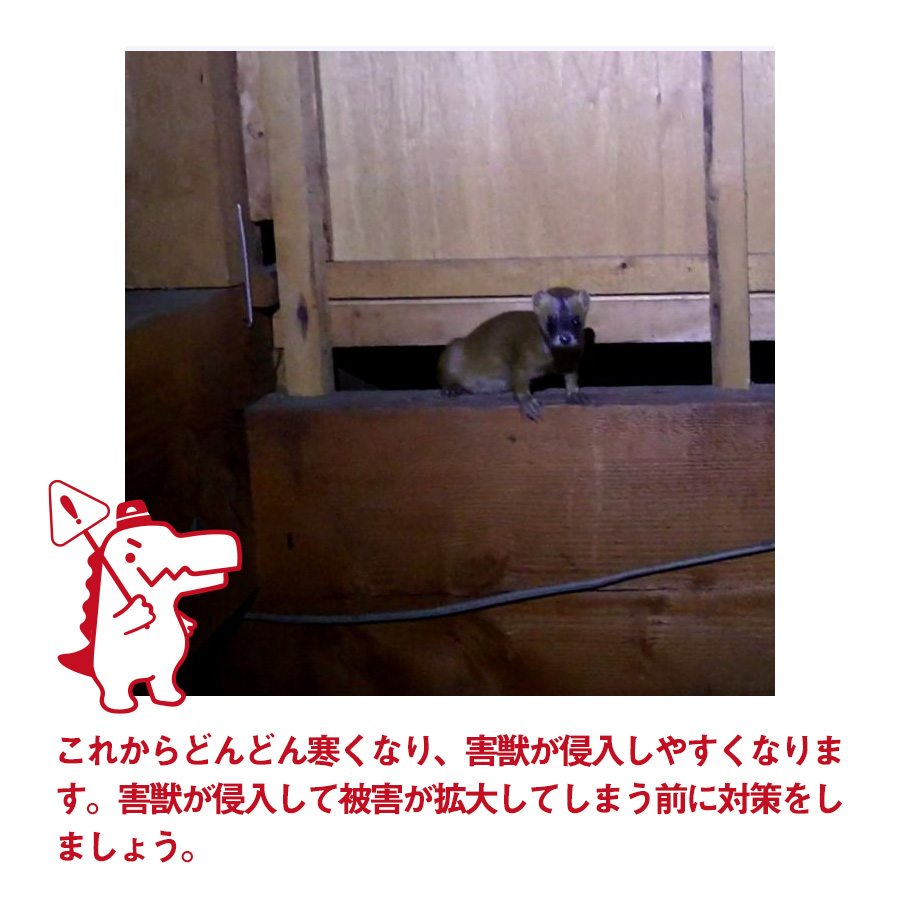 駆除ザウルス 害獣駆除のお悩みやご相談はお気軽にどうぞ 1度でも天井裏から騒音が聞こえたことがあるお家は注意が必要です 害獣が天井裏で騒音を鳴らしたということは 天井裏に侵入するための侵入口があるということです 侵入口があると 同じ個体が