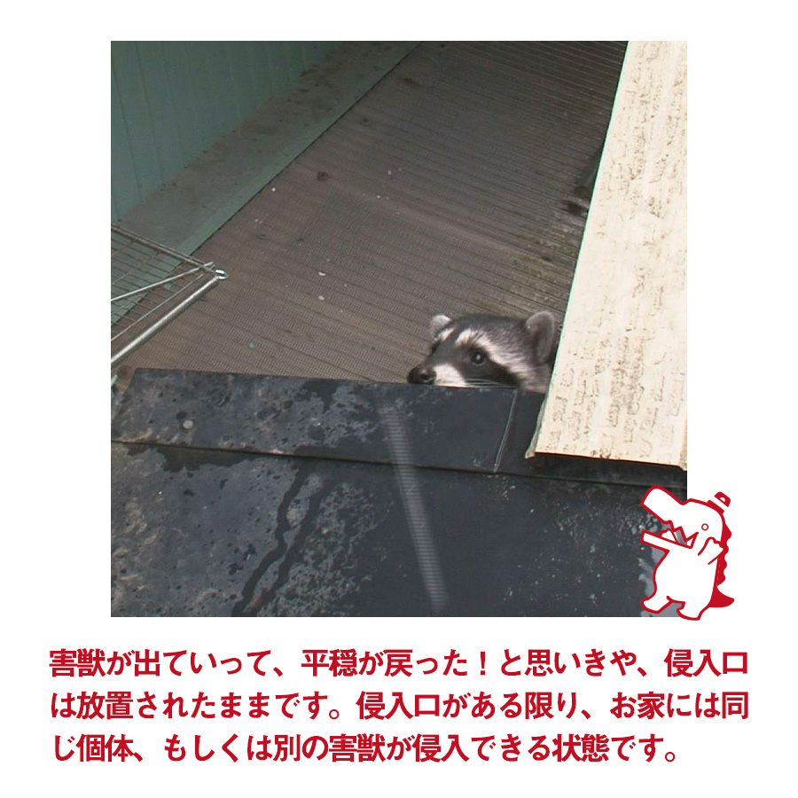 駆除ザウルス 害獣駆除のお悩みやご相談はお気軽にどうぞ 1度でも天井裏から騒音が聞こえたことがあるお家は注意が必要です 害獣が天井裏で騒音を鳴らしたということは 天井裏に侵入するための侵入口があるということです 侵入口があると 同じ個体が