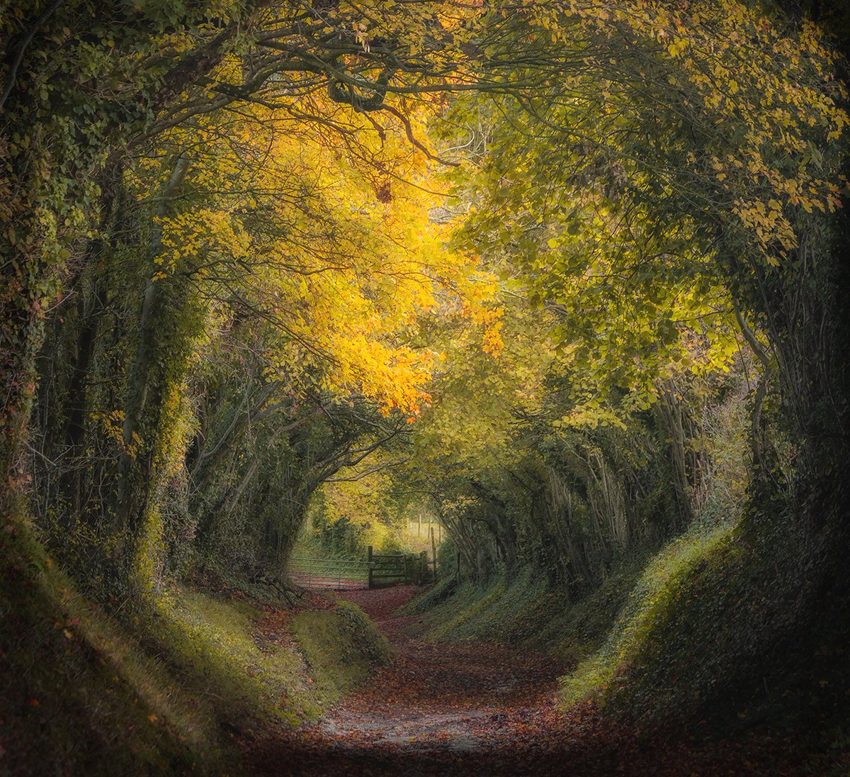 Mara Leite is the winner of Landscape Photographer of the Year 2021!  Huge congratulations to Mara who captured this image titled 'Morning at Countryside' in Halnaker, West Sussex.