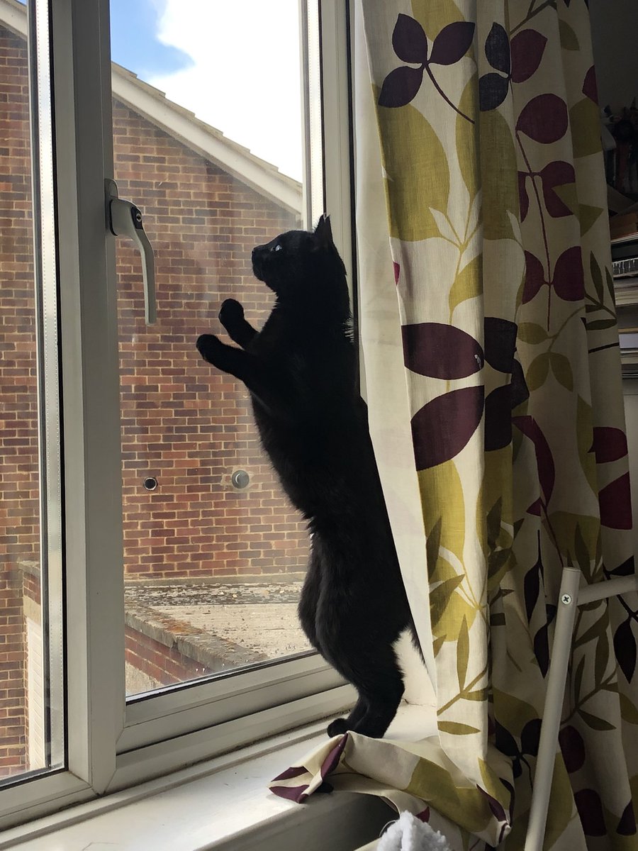 helenahoward's tweet photo. Alexander Sergeyevich Pushkin #GladdersBlackCats https://t.co/OEqFPJ8mA6