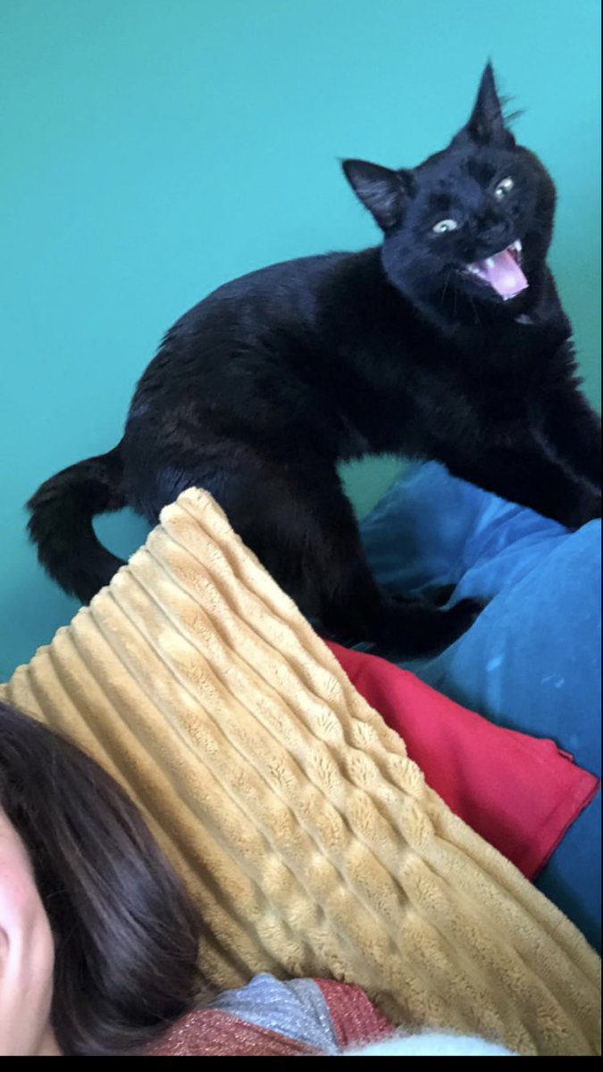 helenahoward's tweet photo. Alexander Sergeyevich Pushkin #GladdersBlackCats https://t.co/OEqFPJ8mA6
