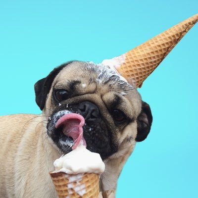 TopDogBeachClub's tweet photo. Fun fact: the ice cream #TopDog head accessory is inspired by @itsdougthepug. We love that little guy! 

#NFT #TDBC #TCBD #PugLife https://t.co/AUhZeXF2P1