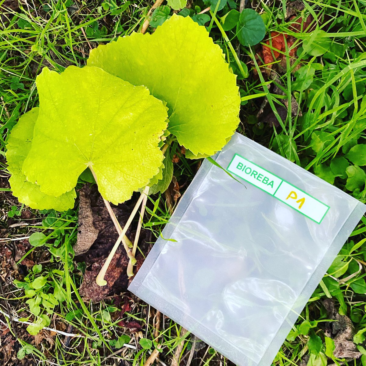 El año 2022 cumplimos 40 años desde que los abuelos Isabel Pereiro&amp;JoséCastroBrey comenzaron esta andadura, donde la tercera generación seguimos este ilusionante proyecto, no entendemos otra forma de construir el futuro sin pensar en nuestro pasadoI+D #cuidamosnuestrasviejascepas