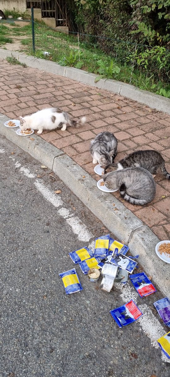 EStradini's tweet photo. Grazie a Antonella Andrea ed agli anonimi i delle.pappe di ieri dai mici😽💛 https://t.co/V945S3MeVZ