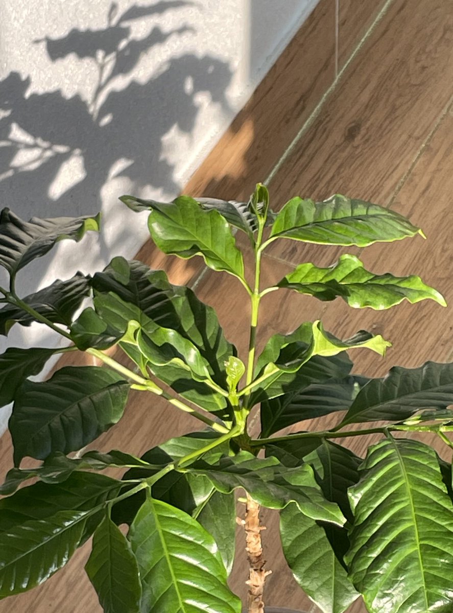 unvertververs's tweet photo. 커피 하나는 입양갔고! 남은 빤딱이 🌿 https://t.co/O0oDWasiSJ