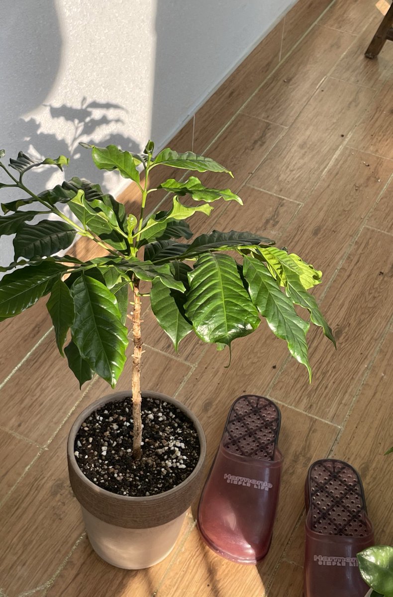 unvertververs's tweet photo. 커피 하나는 입양갔고! 남은 빤딱이 🌿 https://t.co/O0oDWasiSJ