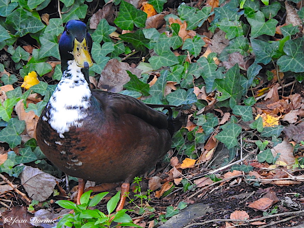 JeanDornac's tweet photo. J’étais honoré de croiser la route de ce beau et sérieux canard qui n’avait pas encore enlevé sa bavette… #honoré #croiser #sérieux #canard #bavette #parc #médiathèque #Lannion #CôteArmor #Bretagne #France https://t.co/l4cn5i5WIe