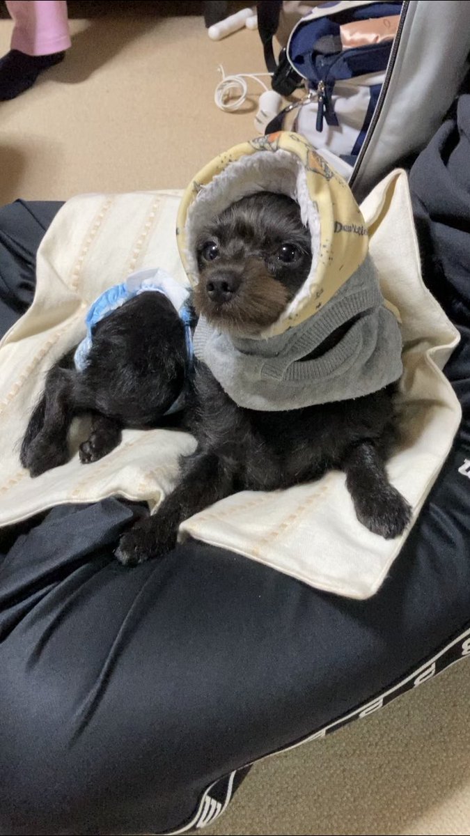 coco0415inoue's tweet photo. 急に寒くなったから散歩嫌になり過ぎて服も中途半端に着る犬🐶
ゴルフのキャディーさんにでもなったかと思った💦

#coco
#ミックス犬
#ハーフ犬
#子年の犬
#小型犬
#室内犬
#動物
#ペット
#チワプー
#令和生まれ
#令和２年生まれ
#わんこのいる暮らし
#ドッグライフ
#mix犬チワプー部門 https://t.co/PQdKvS0wL2
