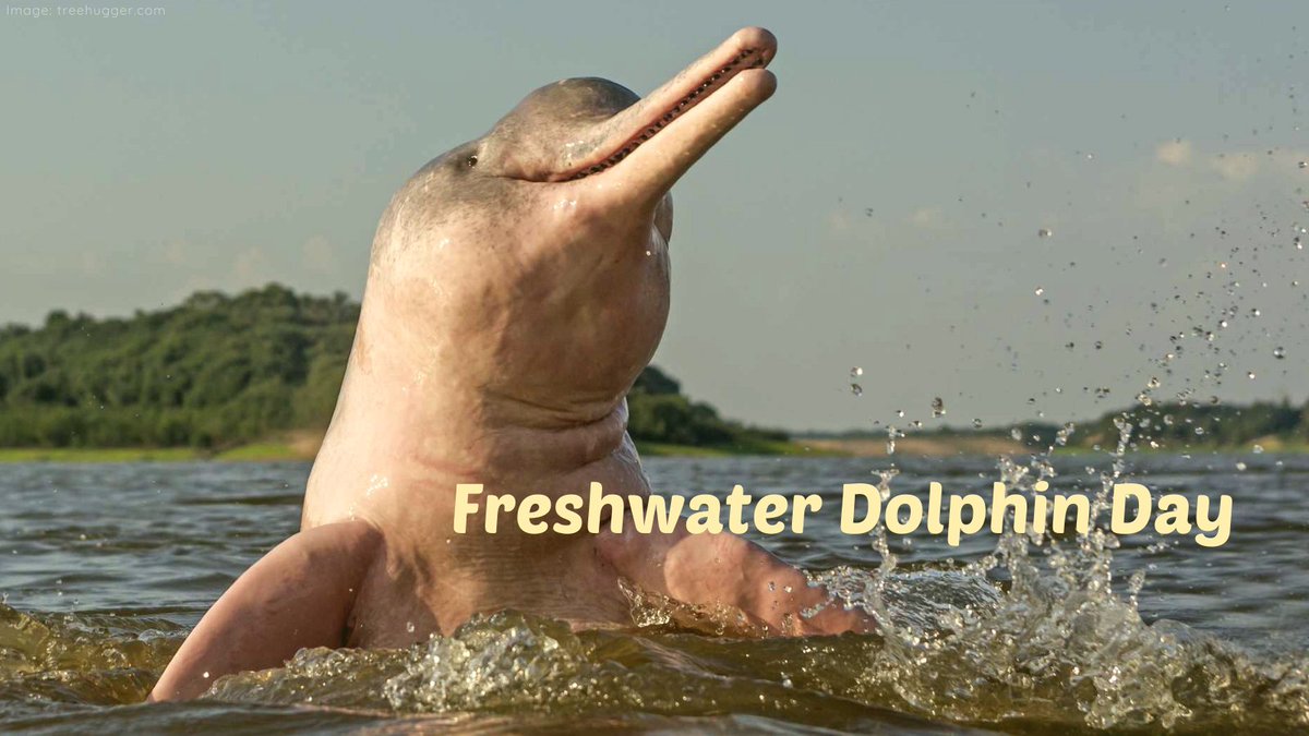 1/4
On #FreshwaterDolphinDay, let's get to know about it. #FreshwaterDolphins live in rivers lakes other than salty water of sea
#ClimateChange #DisasterCapitalism #EarthOvershoot #UprootTheSystem #ClimateAction #PlanetOverProfit #ecology #conservation #FreshwaterDolphin #Dolphin