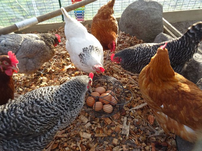 ChickensGreen's tweet photo. Always a lovely part of the day to collect the eggs and say good morning and thank you to the girls. #Gratitude #Grateful #ChickenEggs #Eggs #FreeRangeEggs  #TheGoodLife #Chickens #ChickenKeeper #smallholding https://t.co/23hjtLSj8r