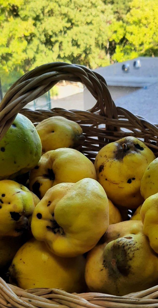 alacarral's tweet image. Què en sortirà d’aquests codonys tan hermosos? @vilafrancacasafont Un allioli de codony extraordinari!
#codonys #tardor #fruits de tardor #fruits de la terra #allioli de codony #alacarral #LaCarral