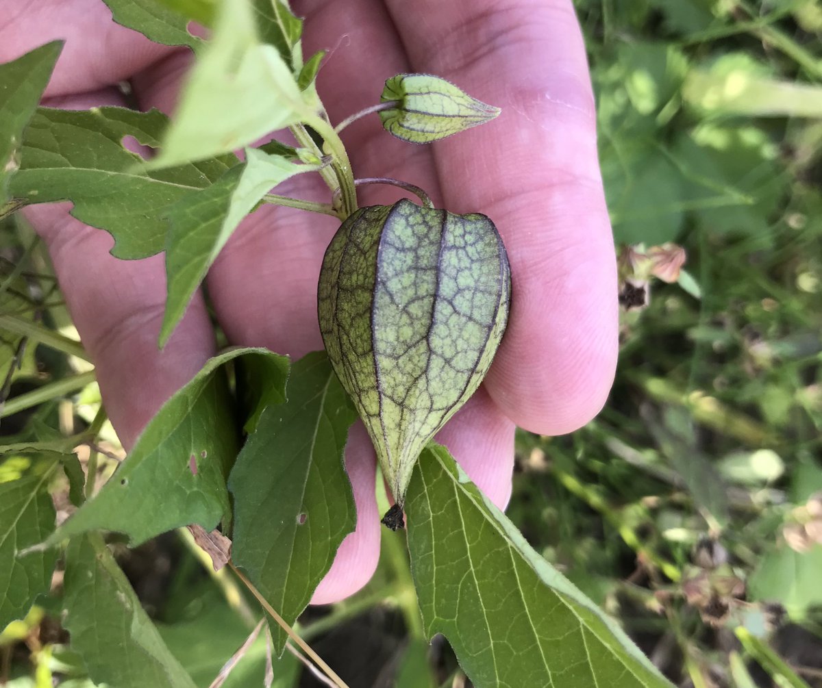 Eudorina Eudorina Ch Twitter
