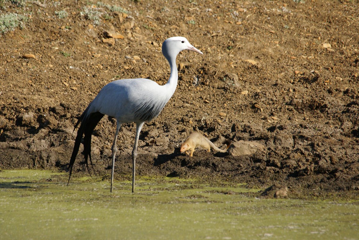 FanileMkhize's tweet photo. Trust issues! South Africa's national bird, the Blue Crane, iNdwa does not trust Chakijana, the Slender Mungoose who also doesn't trust iNdwa. https://t.co/mRmgj2EEhK