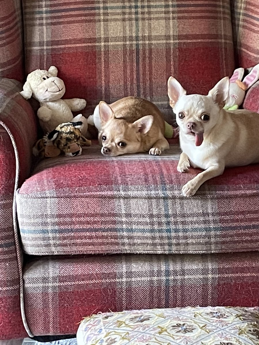 MichelleHill71's tweet photo. @ButternutBox #dogsdeserveBillboards https://t.co/g2USvQAWh5