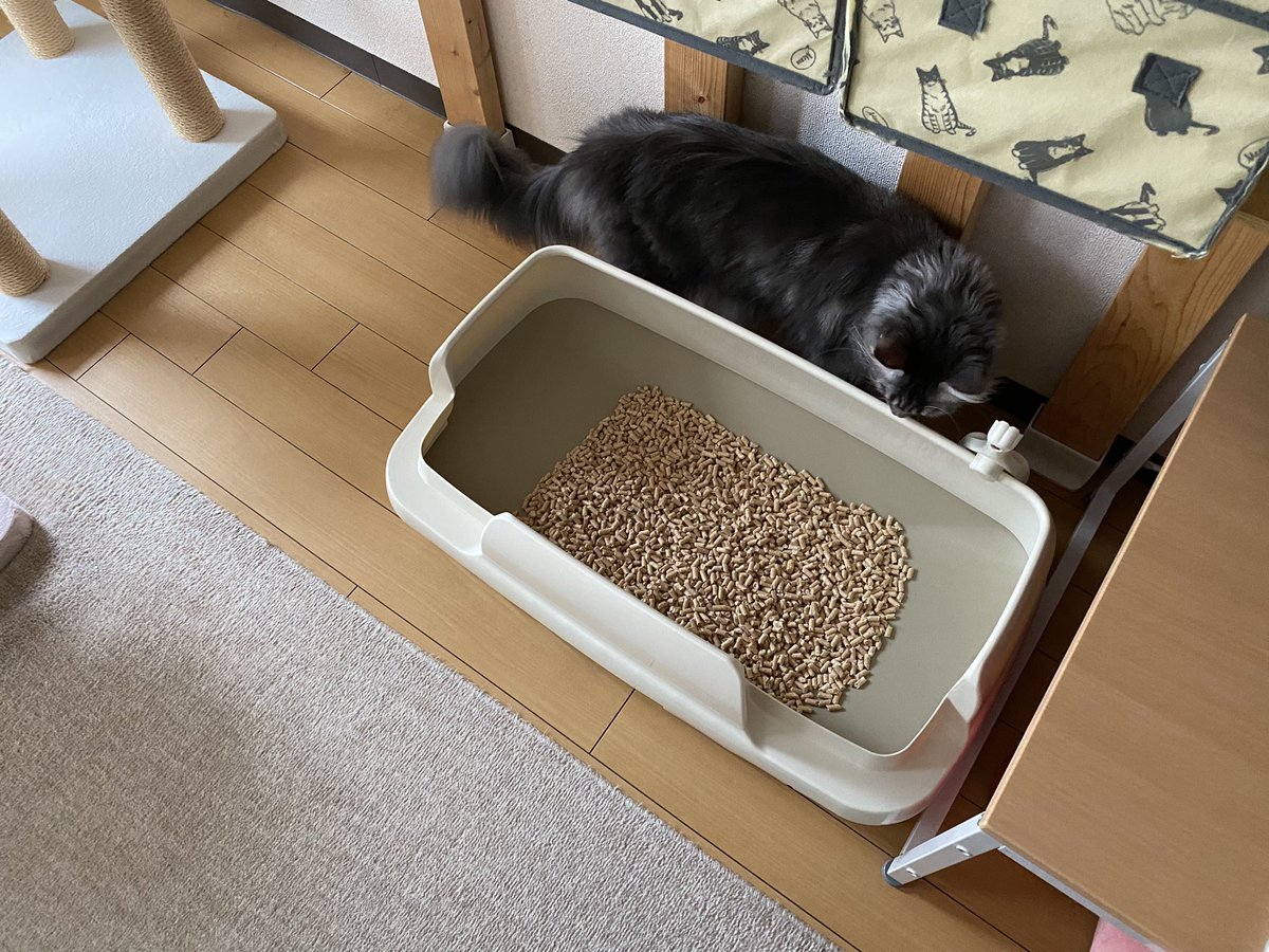 ferretomo_'s tweet photo. デオトイレ快適ワイドからニャンとも清潔トイレのびのびリラックスに乗り換え🚽
快適ワイドに比べて壁が低くなったのと奥行きが約5cm小さくなったのでスッキリ見える(横幅は快適ワイドより約5cm大きい)
#ニャンとも清潔トイレ
#ニャンとも清潔トイレのびのびリラックス
#デオトイレ快適ワイド https://t.co/VZ80Dlqeik