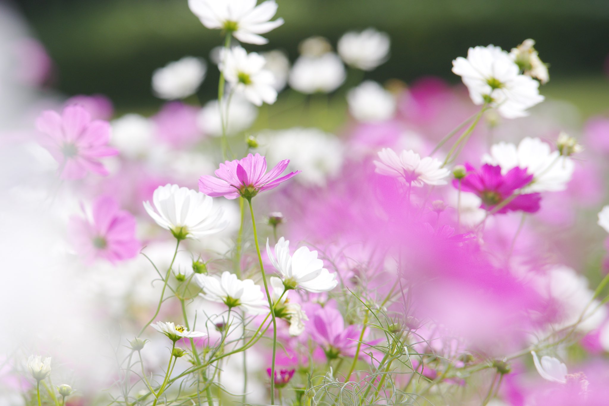 ガチャ Masaki1281 Twitter