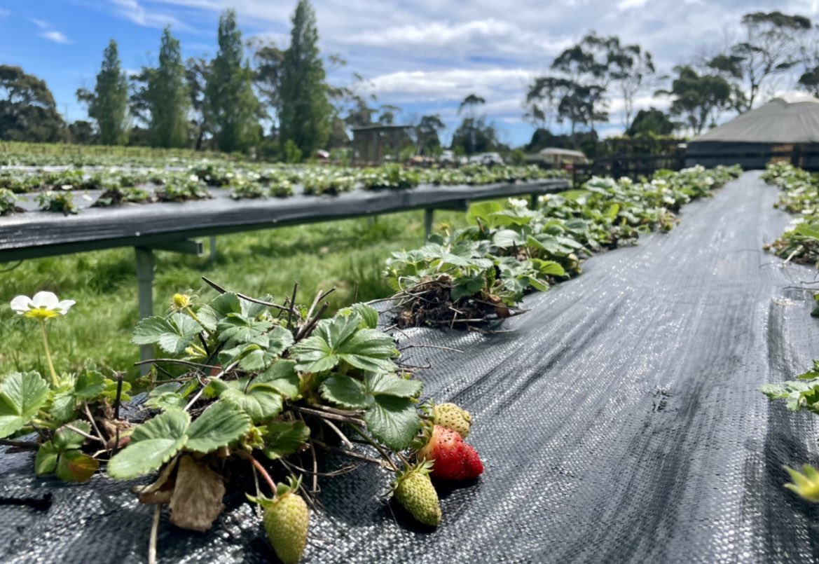 Rebecca Morris tweet media