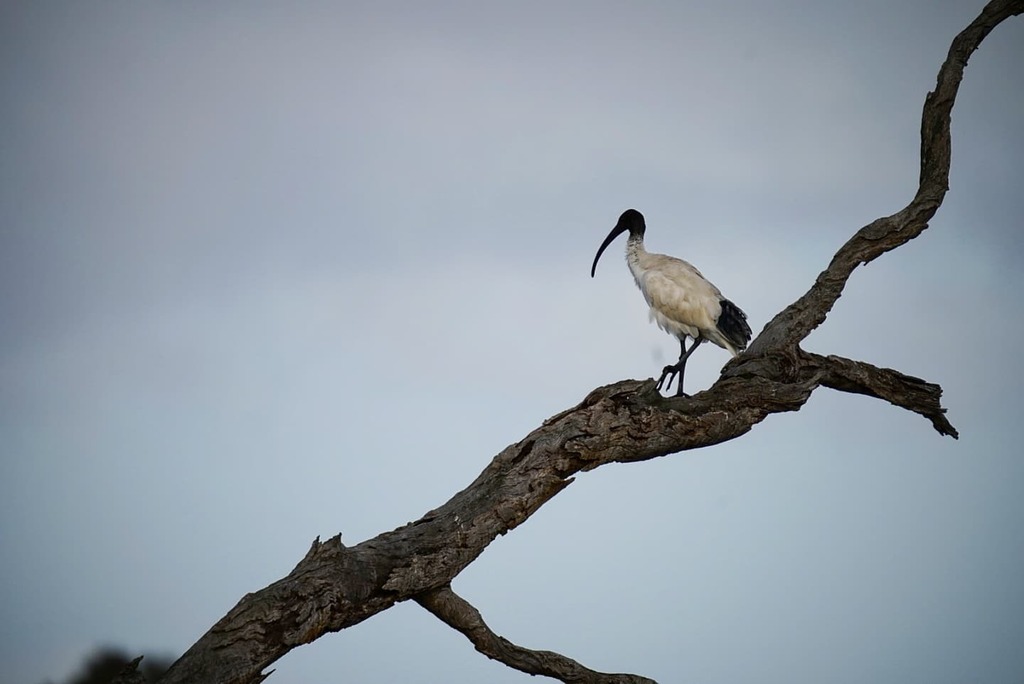 SashaSkobby's tweet photo. #Ibis perched, surveying its #domain

spring #Birds #Avians #wetlands #water #wet #mosit #springcolours #color #color #colour #colours #black #white #Super #telephoto #photography #600mm #TelephotoLens #SuperTelephoto #lake #wildlife #nature #natural #family #art #YourShotPh… https://t.co/dGaG0LXVW0