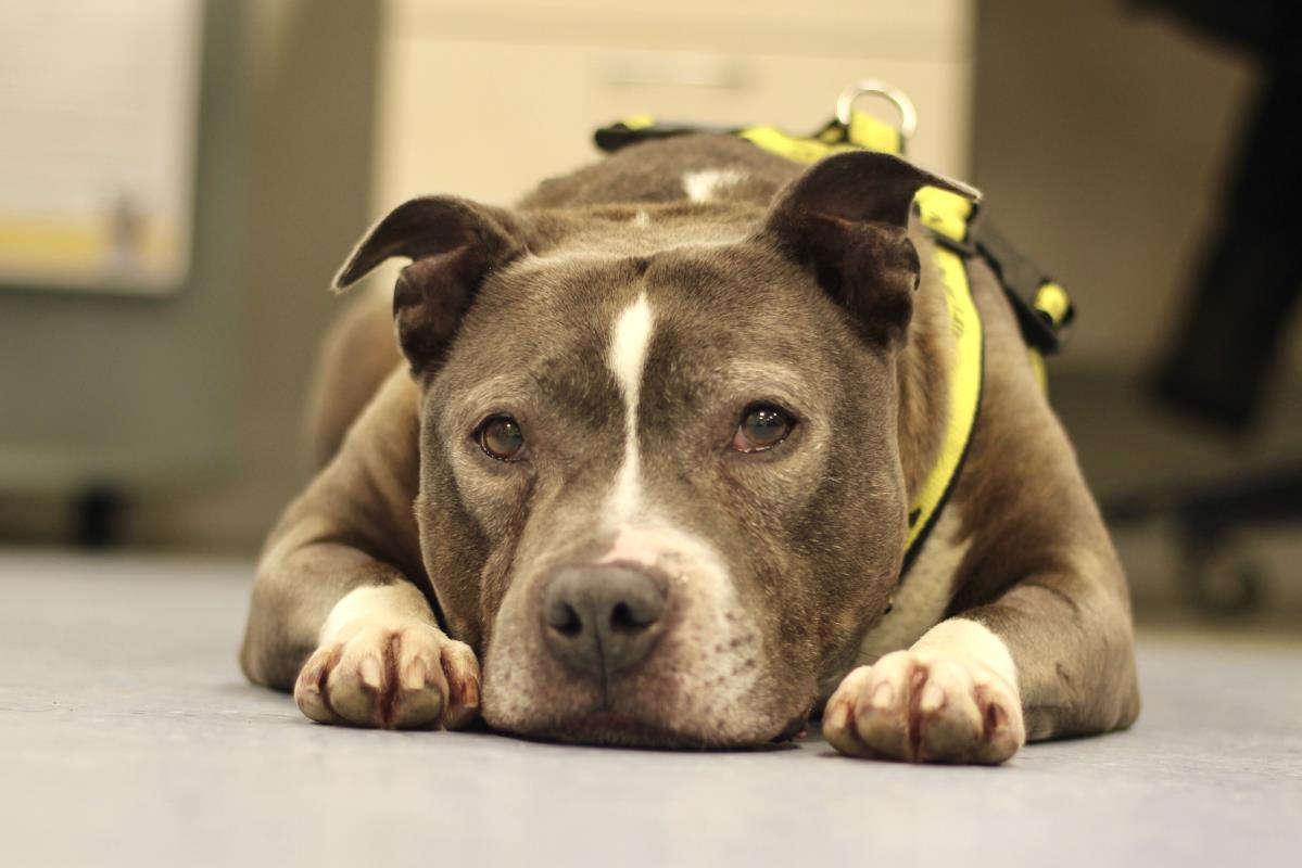 MerlynStaffie's tweet photo. Beautiful older lady Olive @dogstrust  https://t.co/O2OxwZlOfN https://t.co/p54p1nENfX