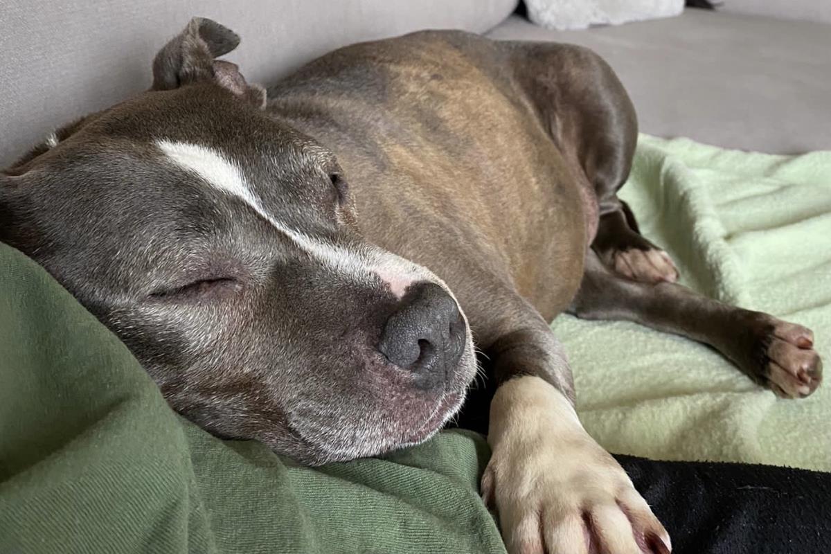 MerlynStaffie's tweet photo. Beautiful older lady Olive @dogstrust  https://t.co/O2OxwZlOfN https://t.co/p54p1nENfX