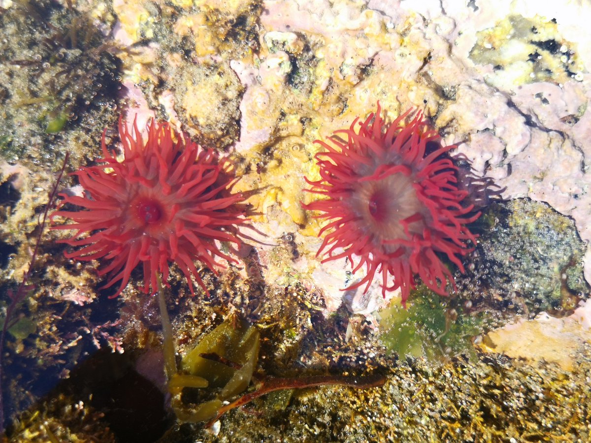 BareFoot_IOS's tweet photo. Biomedia filters (used in certain waste water treatment facilities) & the #ocean's #natural filters (used in the sea). Same #Scilly #Beach, different zones.
🥅
I know which I prefer to find when I'm on the beach!
🐍
#Biomedia #Filter #Anemone #Beadlet #Snakelocks @EnvAgency https://t.co/kNEFZAqhfv