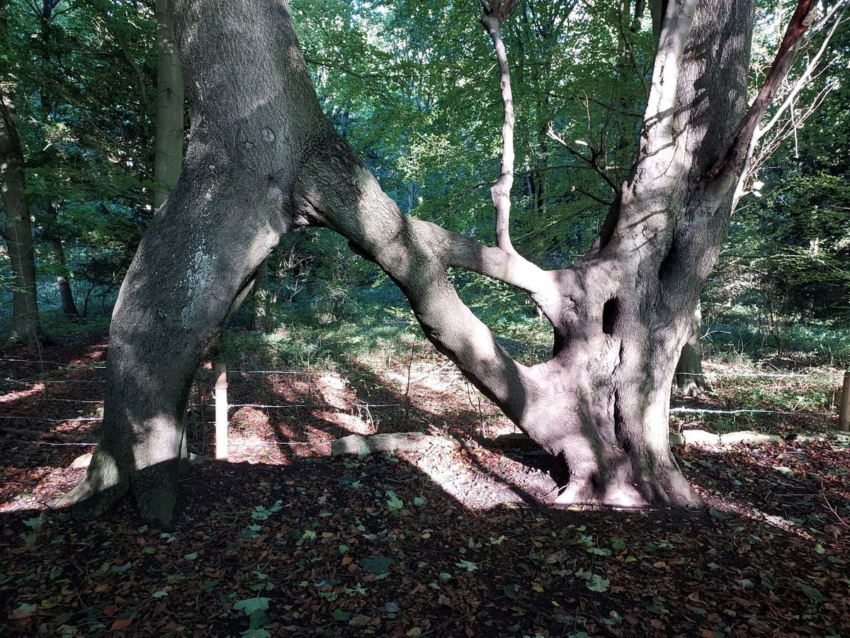 Nature is a wonderful thing. These formerly two trees are now co-dependent for stability. Nature is the solution to our climate crisis. We just need to learn from it and use it to de carbonise the world. #trees #forestry #homegrown