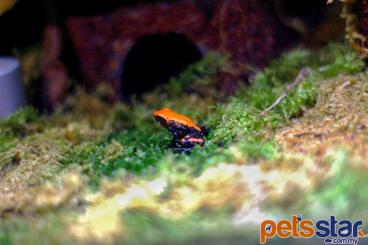 PetsStarComMy's tweet photo. This vibrant, medium-sized frog gets its name from the unique, brightly colored pattern on its back. Hence, the splash-backed dart frog (Adelphobates galactonotus).

Follow us @petsstar_exotic
https://t.co/QvW0Sw08b3

contact us:
010-986 9396
010-392 9396

#PETSSTAR #EXOTICANIMAL https://t.co/sQ5imzXmhF