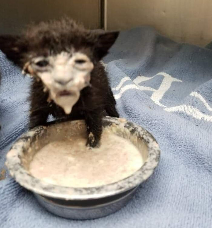 xDeeCeasedx's tweet photo. @petfindernames Good soup https://t.co/XKx3MSGgYj