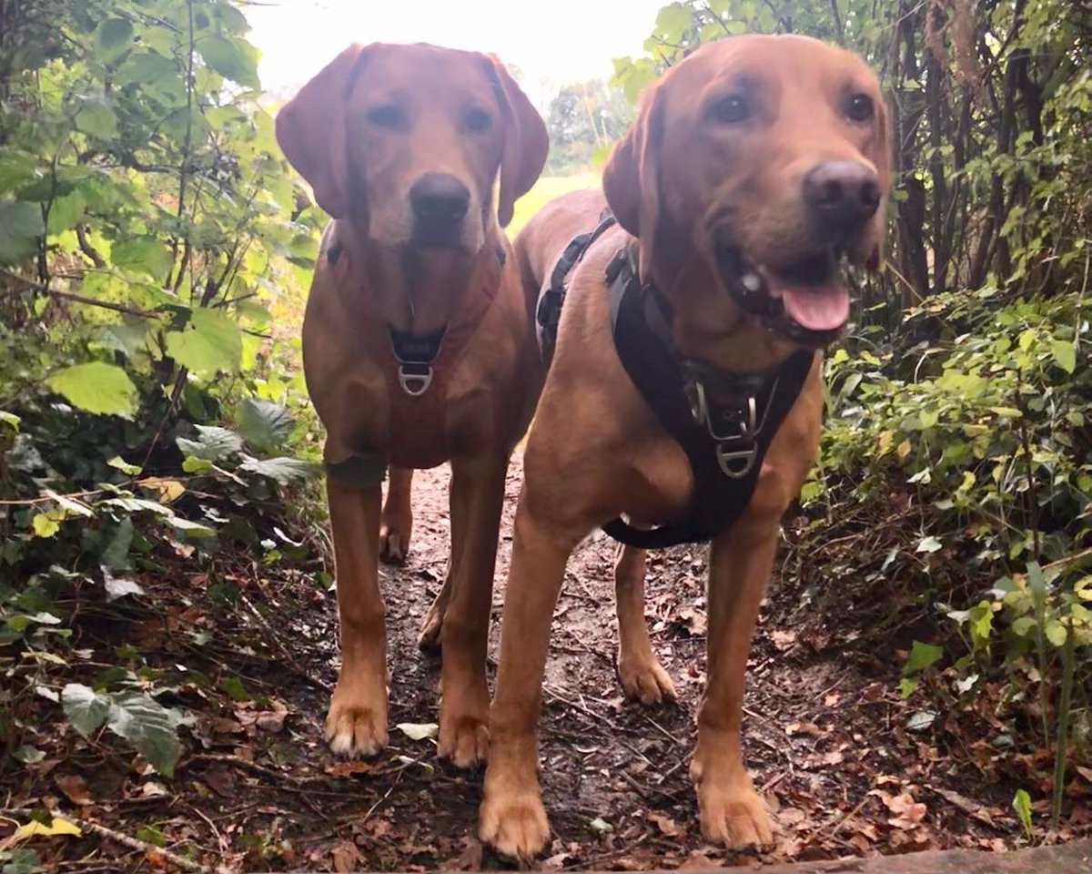 Dylan_the_dog's tweet photo. Dylan and his “shadow” Hank - never far from each other 😍 https://t.co/icYbgs9Wxf