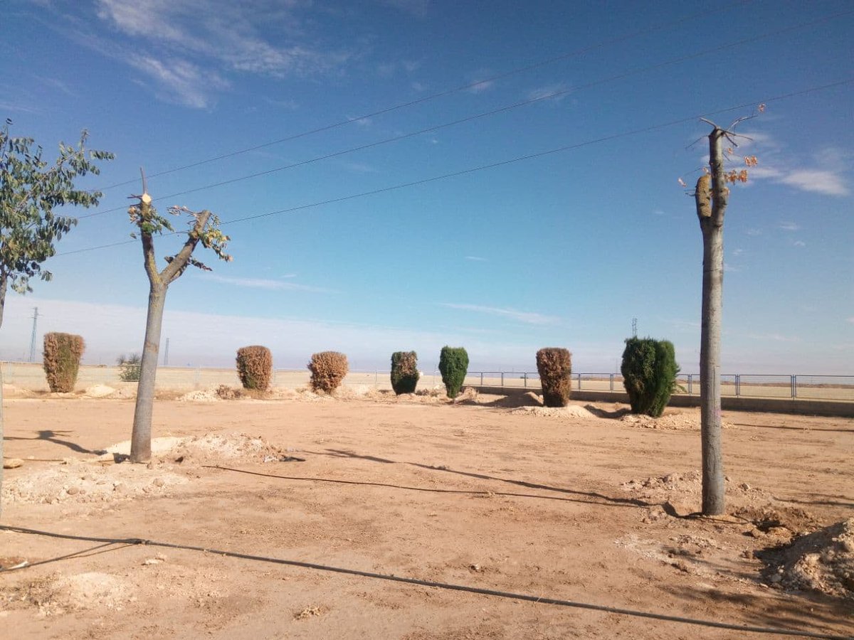 ElCauterio's tweet photo. @manzanares_es  llama a esto trasplantar y rebrotar de los tilos de C/Toledo. Trasplantar requiere criterios técnicos, científicos, personal y maquinaria adecuada. Esto es desmochar salvajemente los tilos, arrancarlos y trasladarlos. #StopArboricidioManza https://t.co/BpRvbkUR7E