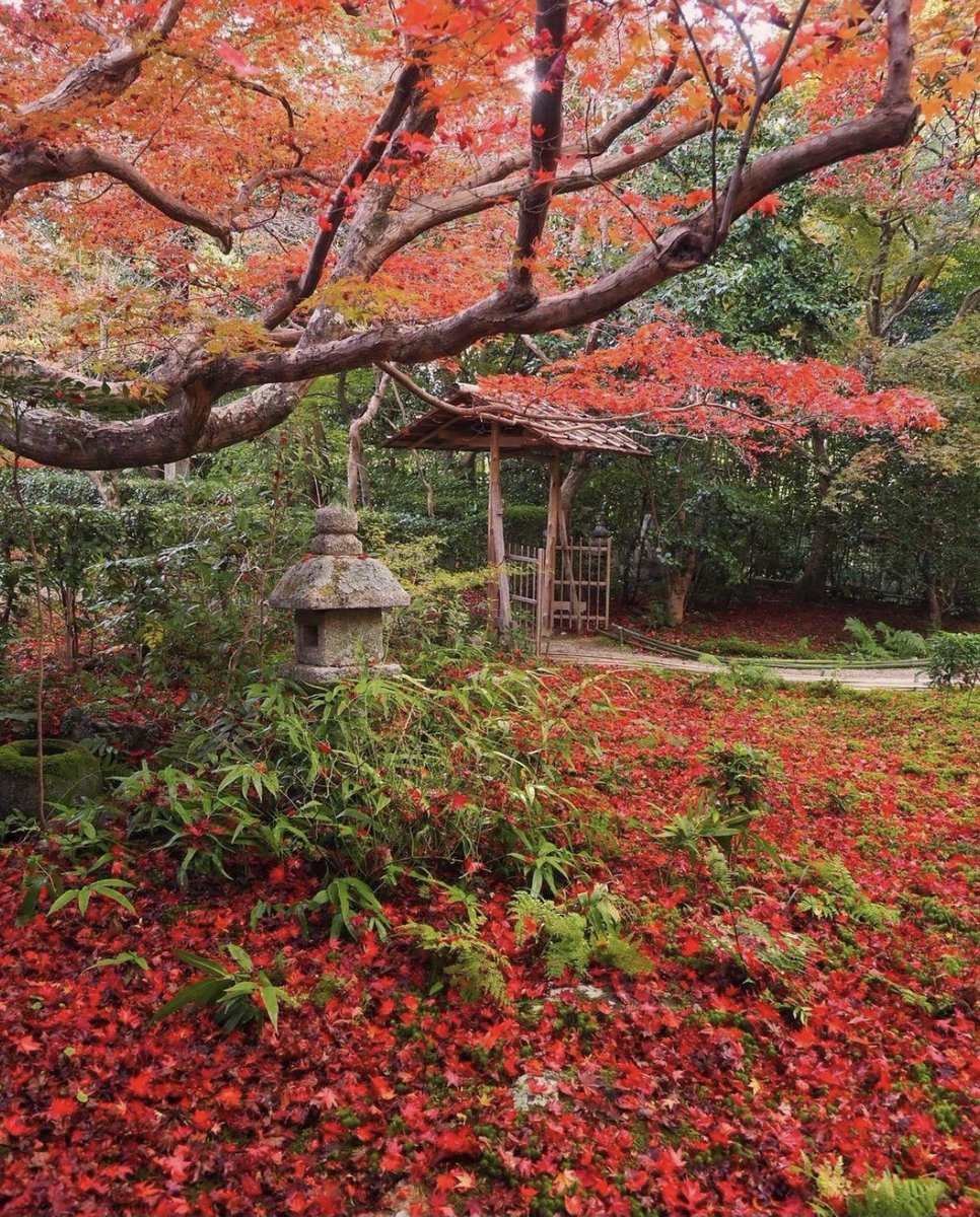 voshans's tweet photo. Herfstpracht…
#Kyoto #Arashiyama #Enrian #herfst https://t.co/kwHfOjgggS