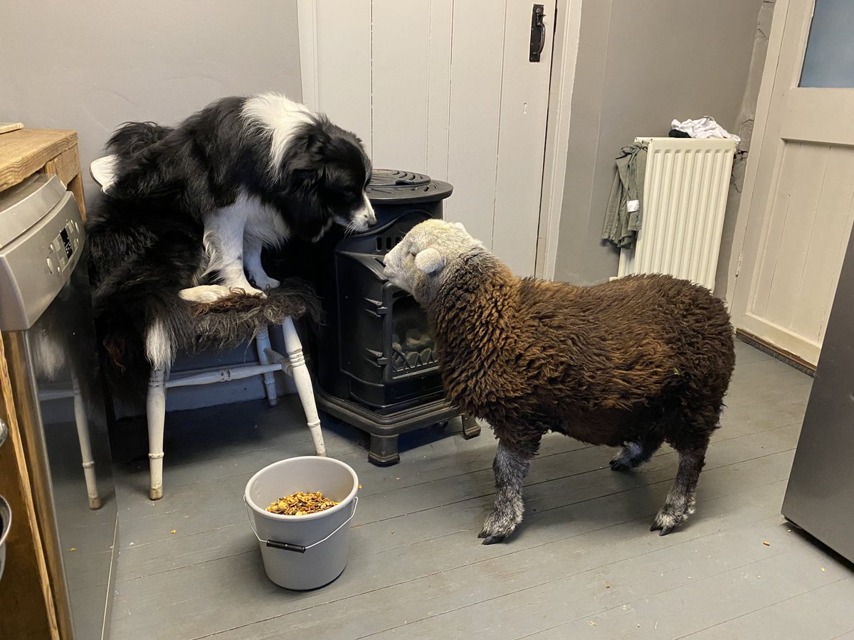 woolismybread's tweet photo. Sunday morning antics .. Titch pops in for breakfast 🐑❤️… #sheep #shepherdess #sheepdog #sunday @NFUCountryside https://t.co/ICYpNFWeaC