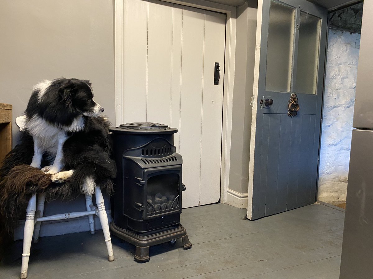 woolismybread's tweet photo. Sunday morning antics .. Titch pops in for breakfast 🐑❤️… #sheep #shepherdess #sheepdog #sunday @NFUCountryside https://t.co/ICYpNFWeaC