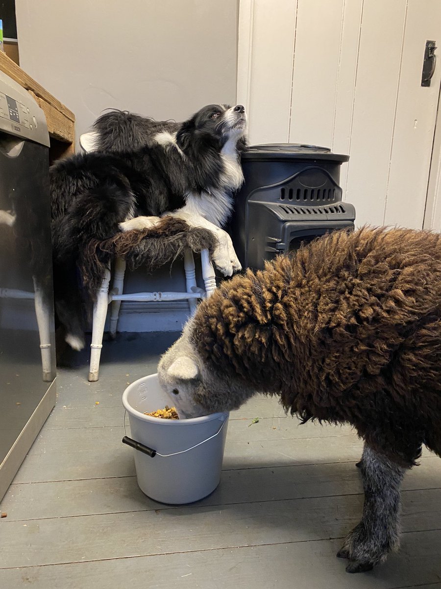 woolismybread's tweet photo. Sunday morning antics .. Titch pops in for breakfast 🐑❤️… #sheep #shepherdess #sheepdog #sunday @NFUCountryside https://t.co/ICYpNFWeaC